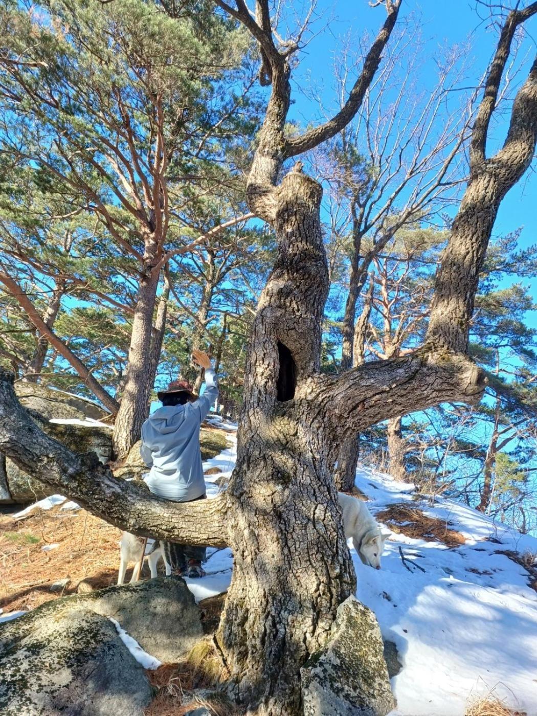 Forest Healing Park Cheongyu Hotel Гангнеунг Екстериор снимка