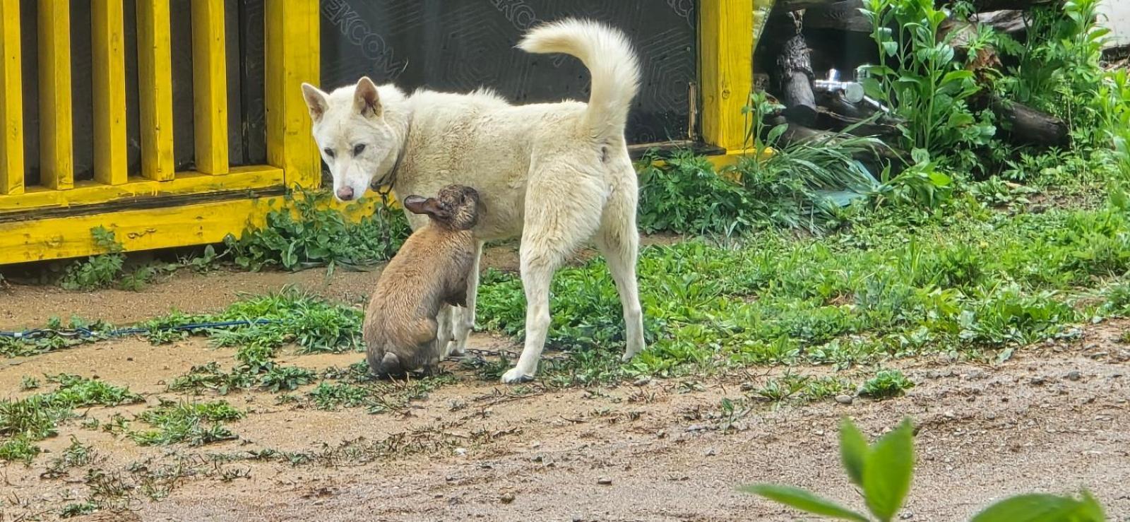 Forest Healing Park Cheongyu Hotel Гангнеунг Екстериор снимка